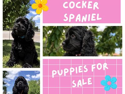 AKC Registered Black Female Cocker Spaniel Puppies – 11 Weeks Old – $1,400 (Negotiable)