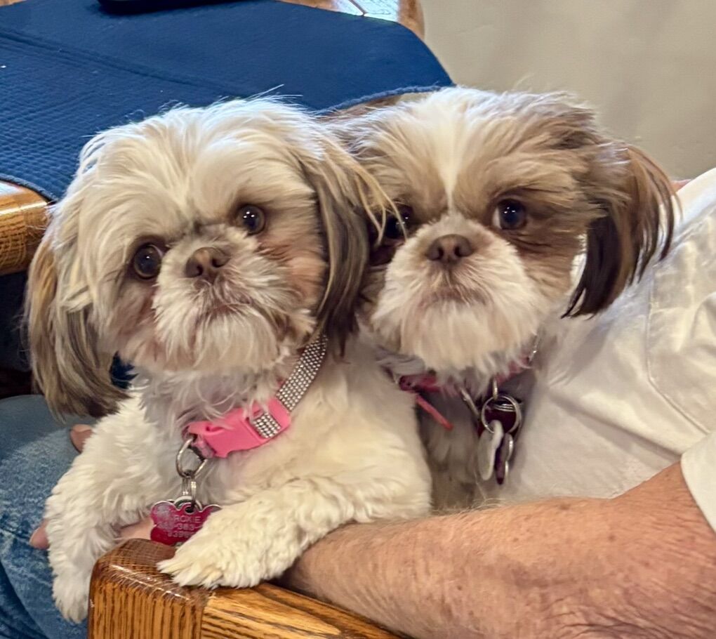 ISO ShihTzu Male