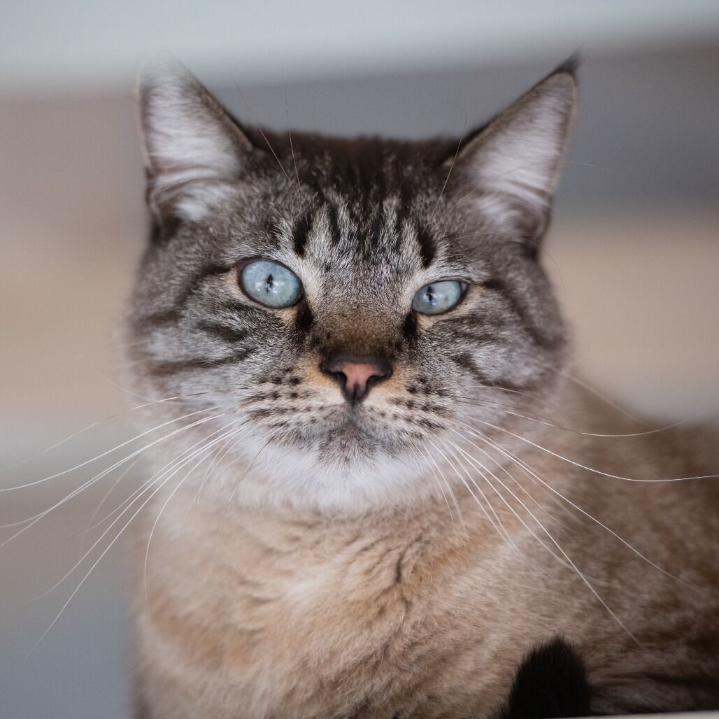 Hello my name is Sugarcane