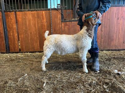 Wether Boer Goat Halter Broke 65 to 70 Lbs