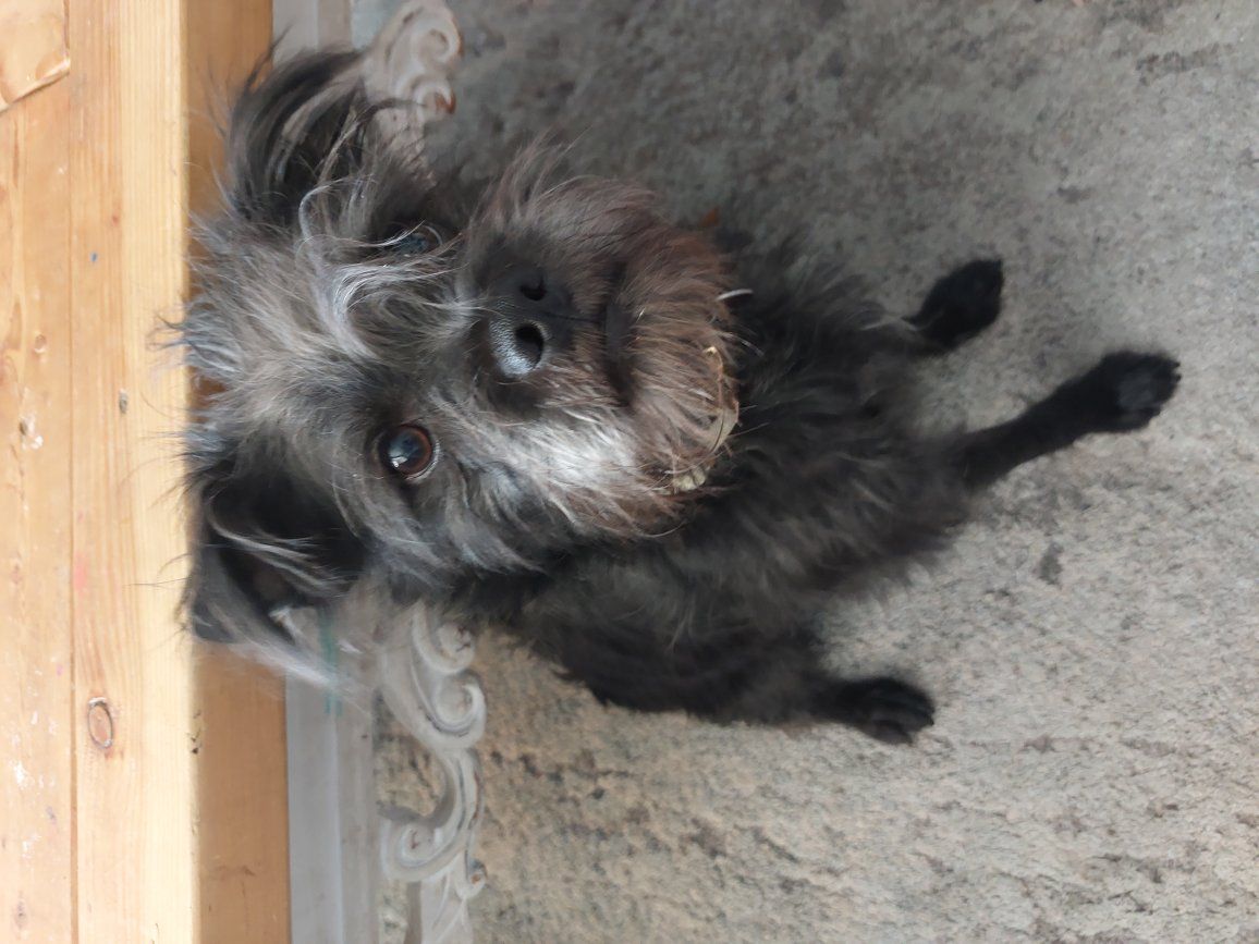 7 mo pug/schnauzer mix