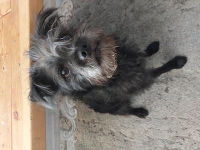 7 mo pug/schnauzer mix