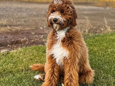 GoldenDoodle stud, 100% clear, dark red, great markings