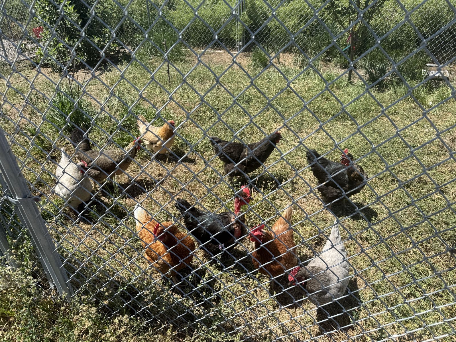 Laying Hens