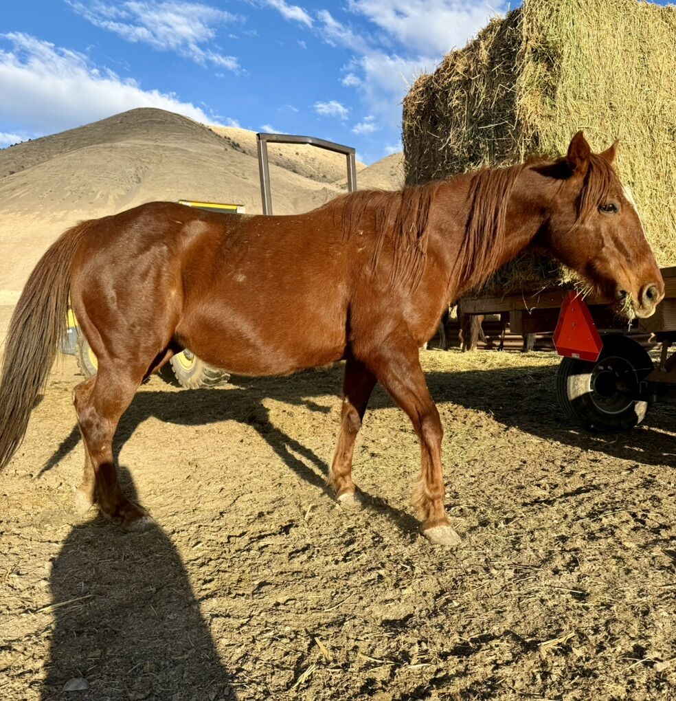 2for1 Mare And Draft Cross Foal!