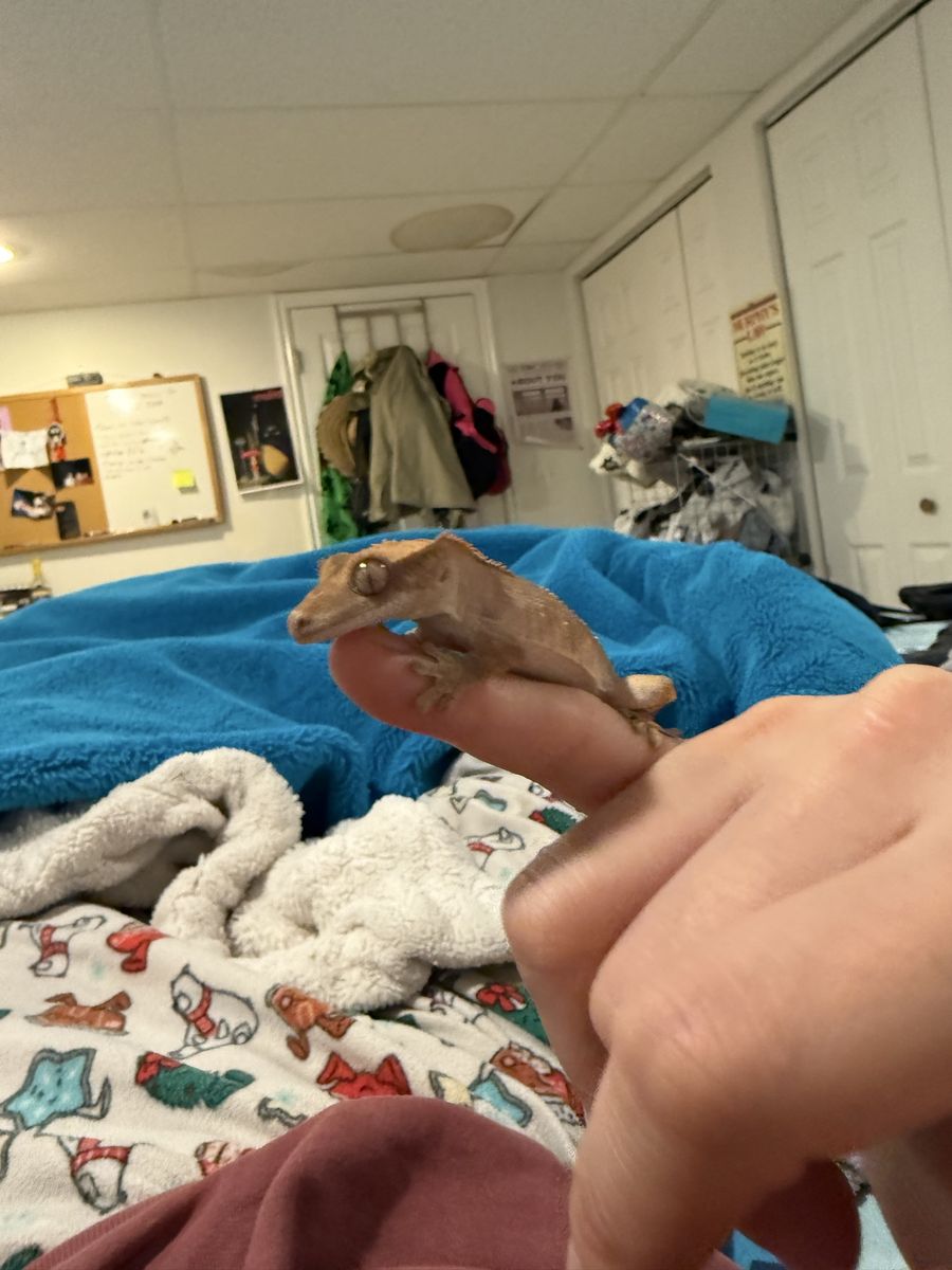 Crested Gecko
