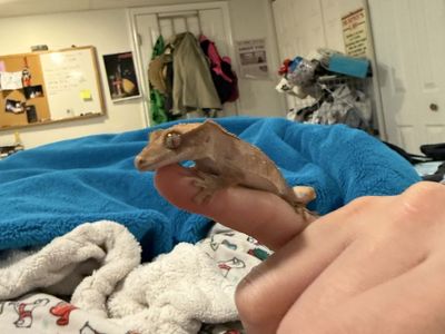 Crested Gecko