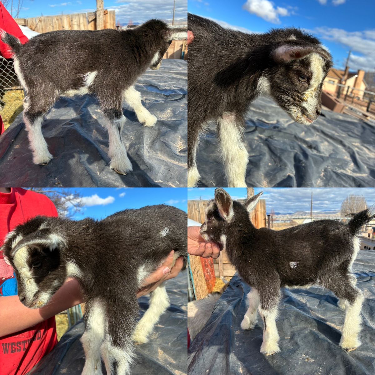 4 Nigerian Dwarf Bucklings