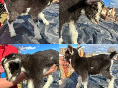 4 Nigerian Dwarf Bucklings