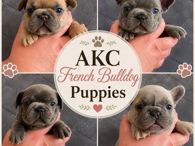 AKC French Bulldog Puppies-Very thick and compact