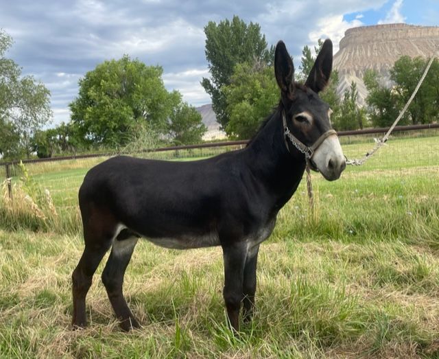 Mammoth Jack standing as stud