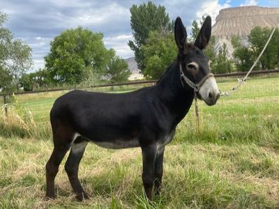 Mammoth Jack standing as stud