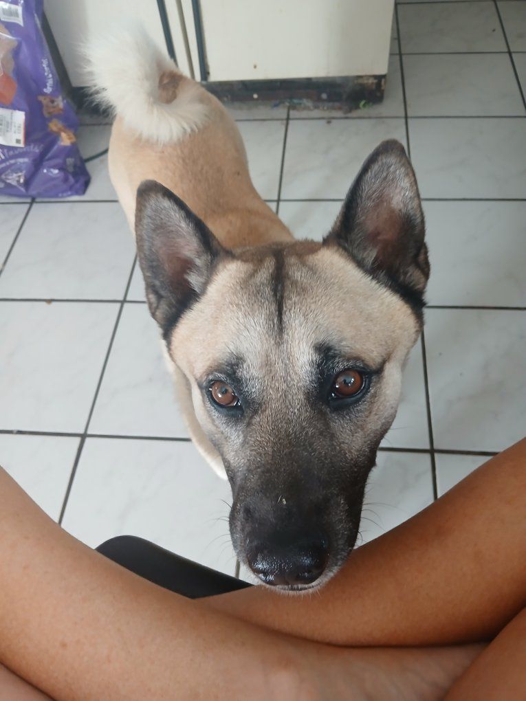 Found dog