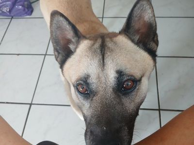 Found dog