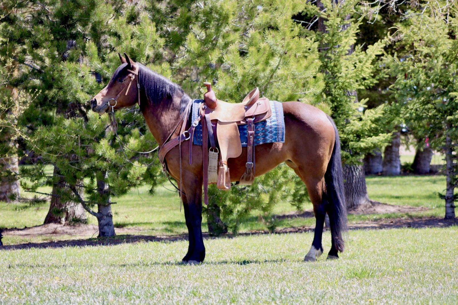 6 yr Old Horse