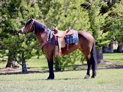 6 yr Old Horse