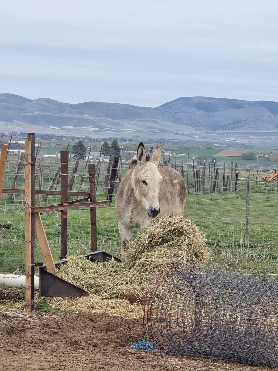 Mammoth Jack for stud