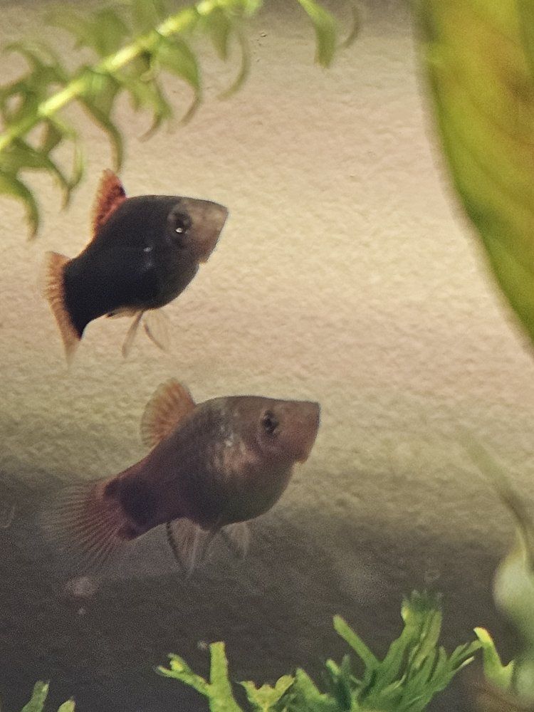 2 Platy Fish - Healthy and Vibrant