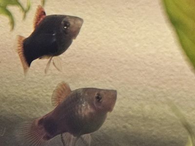 2 Platy Fish - Healthy and Vibrant