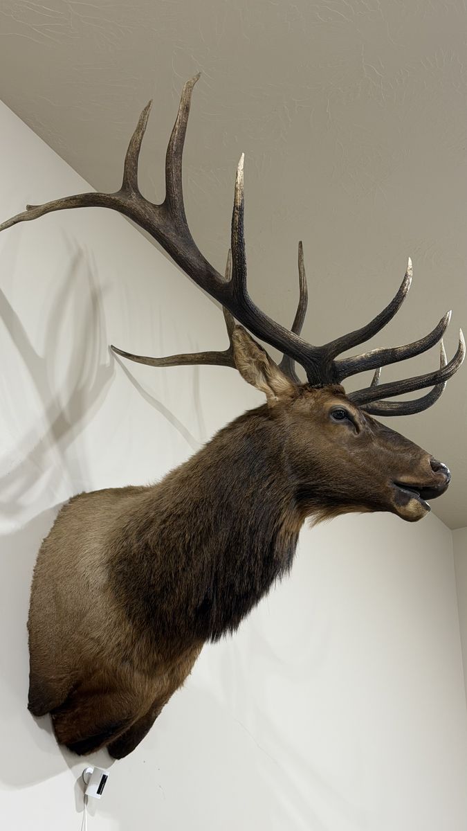 6 Point Rocky Mountain Bull Elk Mount