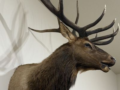 6 Point Rocky Mountain Bull Elk Mount