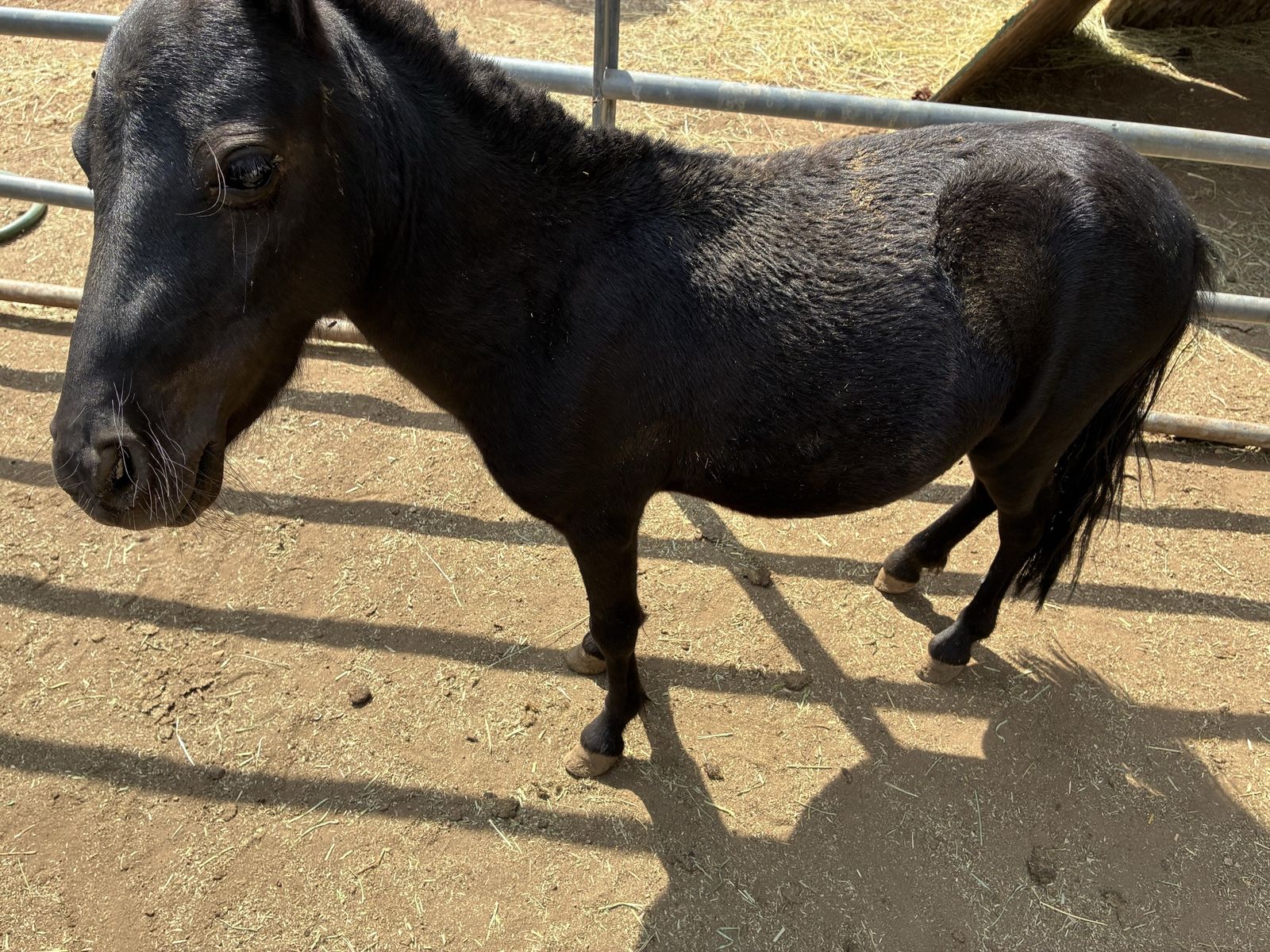 Tiny mini stallion