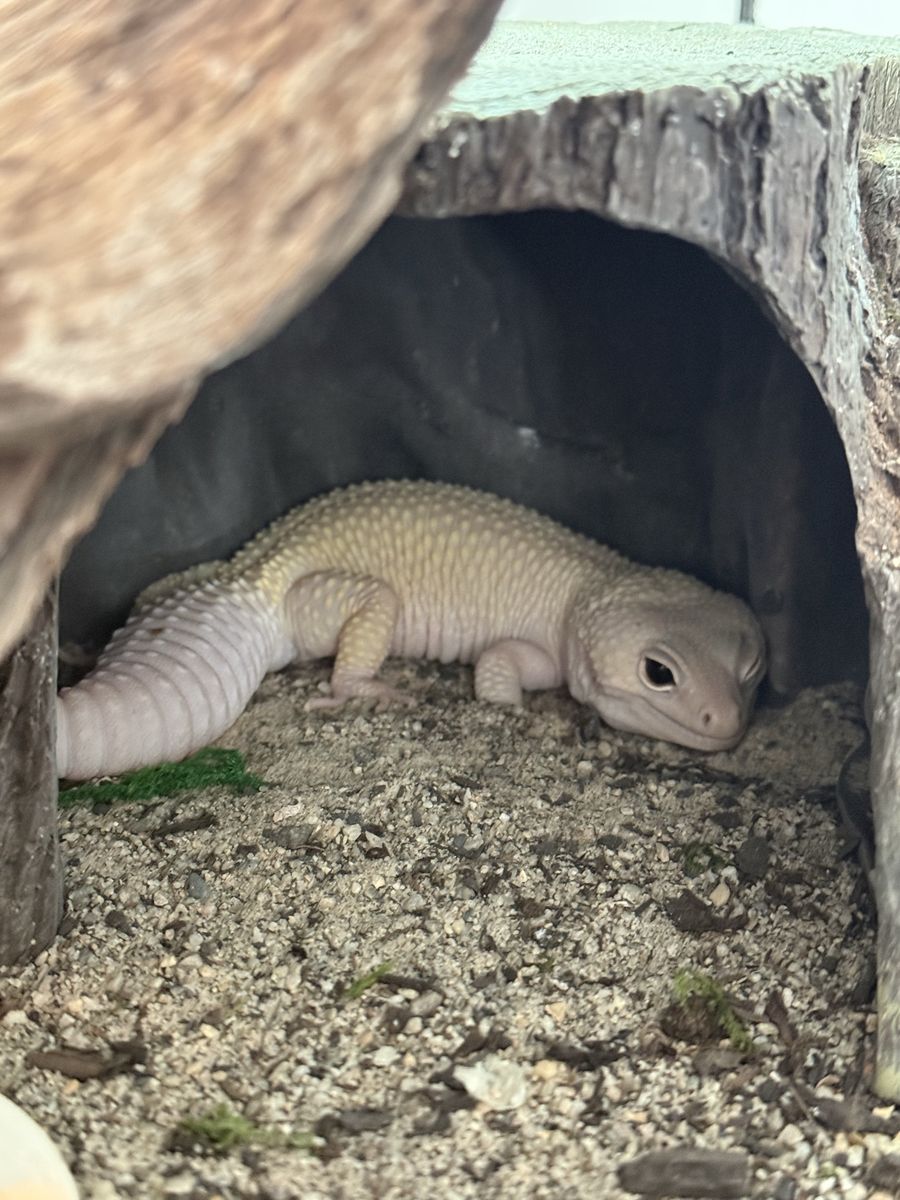Leopard gecko