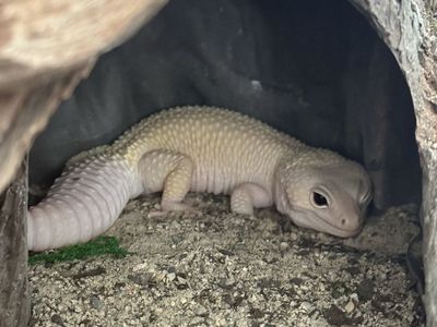 Leopard gecko