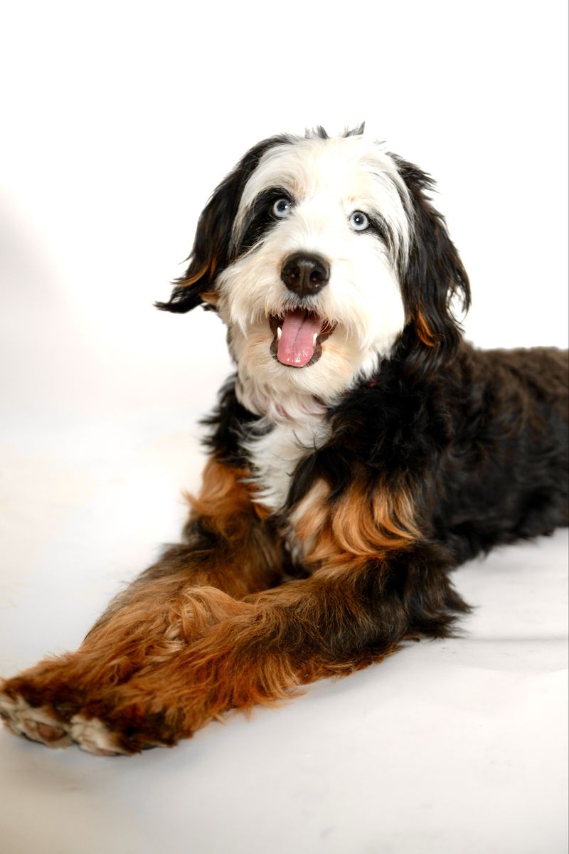 Bernedoodle, Aussiedoodle, (Australian mountain doodle)