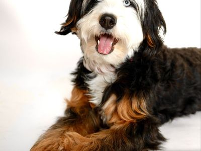 Bernedoodle, Aussiedoodle, (Australian mountain doodle)