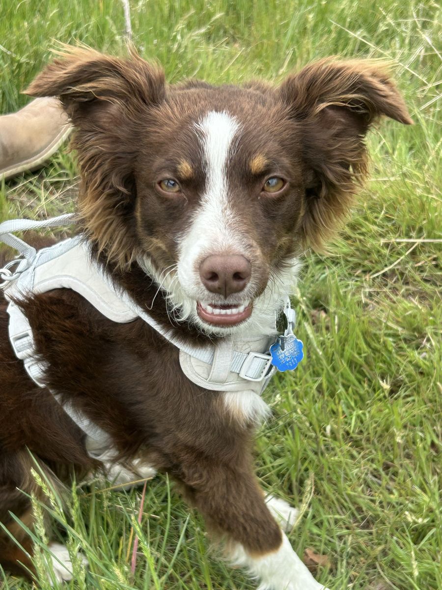 Stud mini Aussie 
