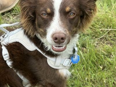 Stud mini Aussie