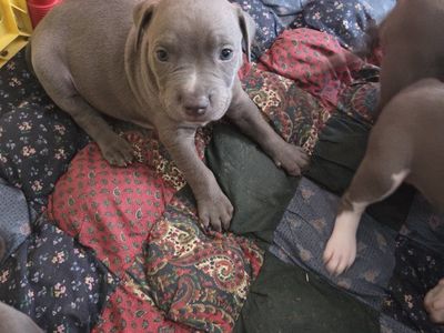 Adorable Blue Nose Puppies Looking for Loving Homes.
