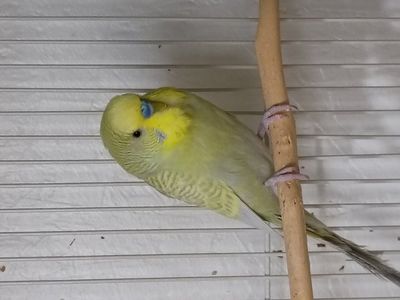 sweet male parakeet