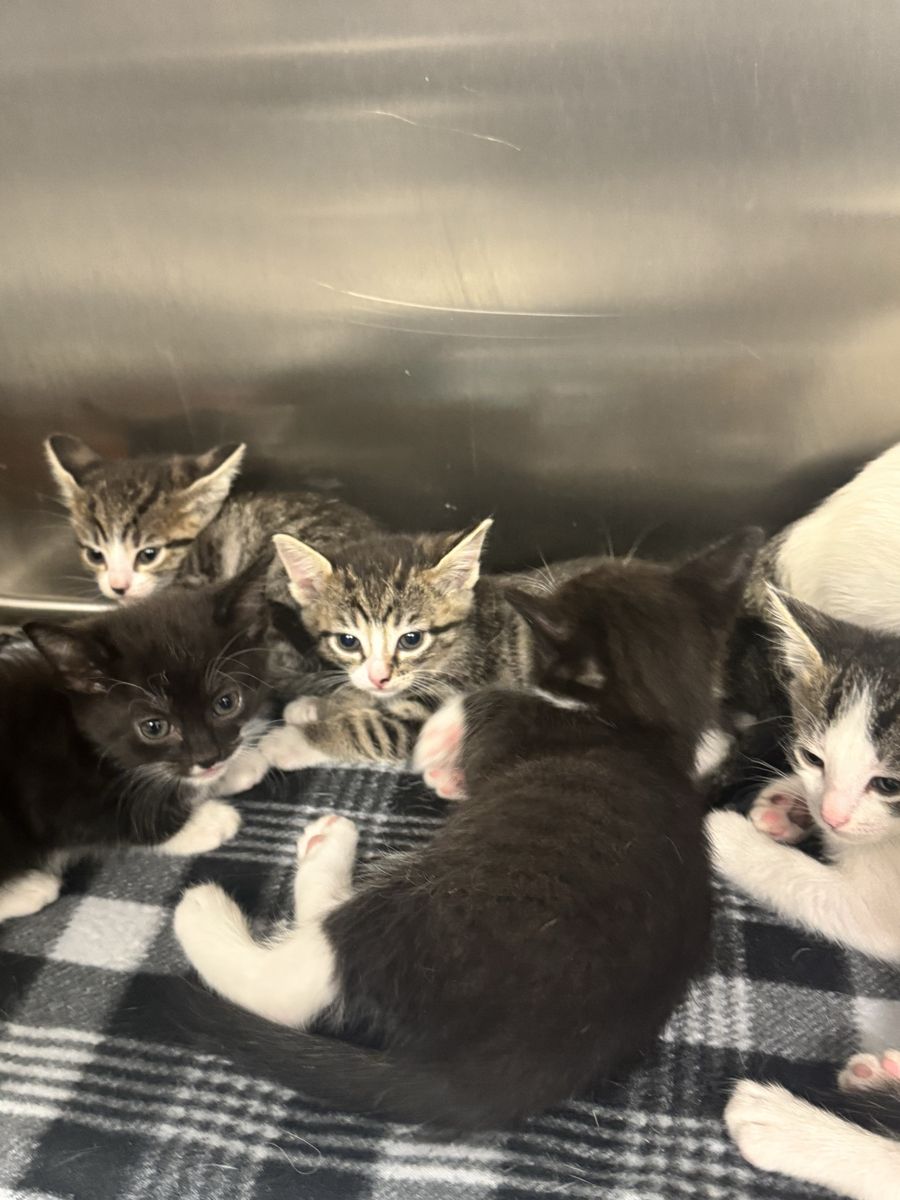 6 week Kittens