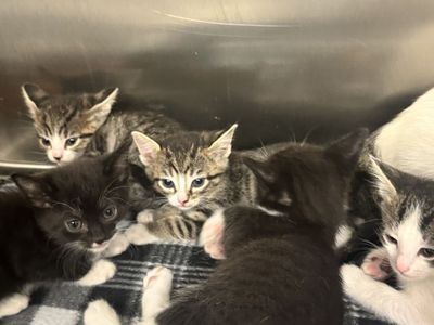 6 week Kittens