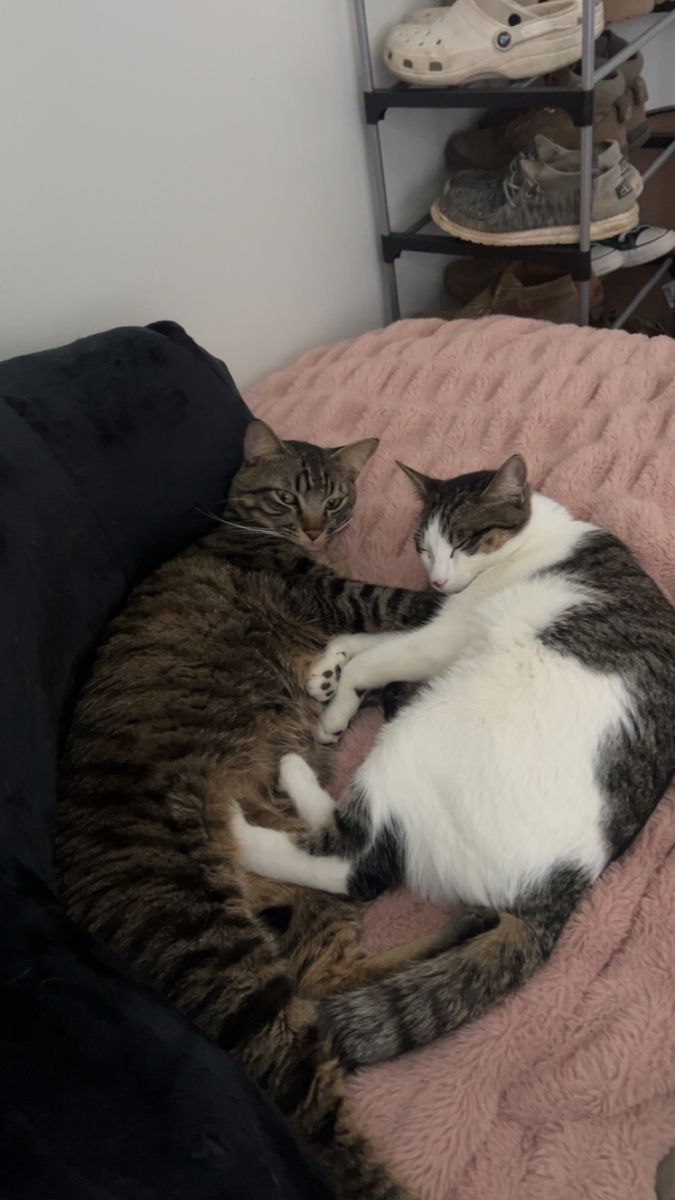 Two cats, separate or together rehoming