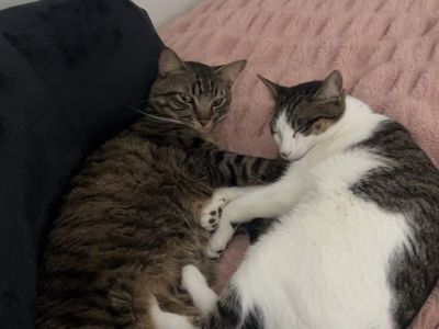 Two cats, separate or together rehoming
