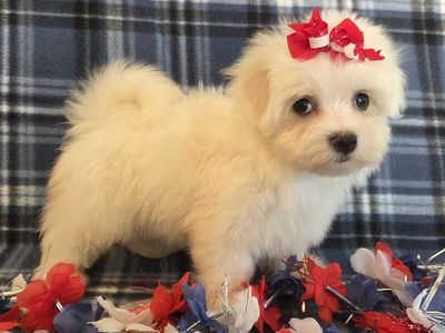 Adorable Purebred Maltese Puppies