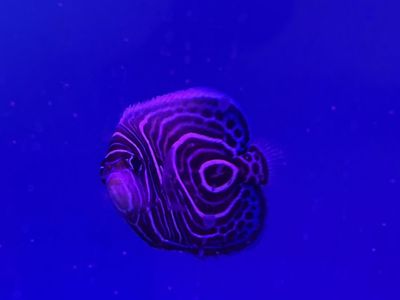 Live Juvenile Emperor Angelfish Marine Saltwater Fish