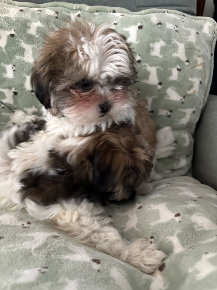 Adorable Maltipoo Shih Tzu Female Puppy - 11 Weeks Old, First Shot Given