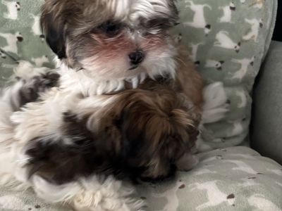 Adorable Maltipoo Shih Tzu Female Puppy - 11 Weeks Old, First Shot Given