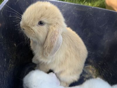 2 Baby Bucks, Blue eyed Purebred Holland Lop bunnies!