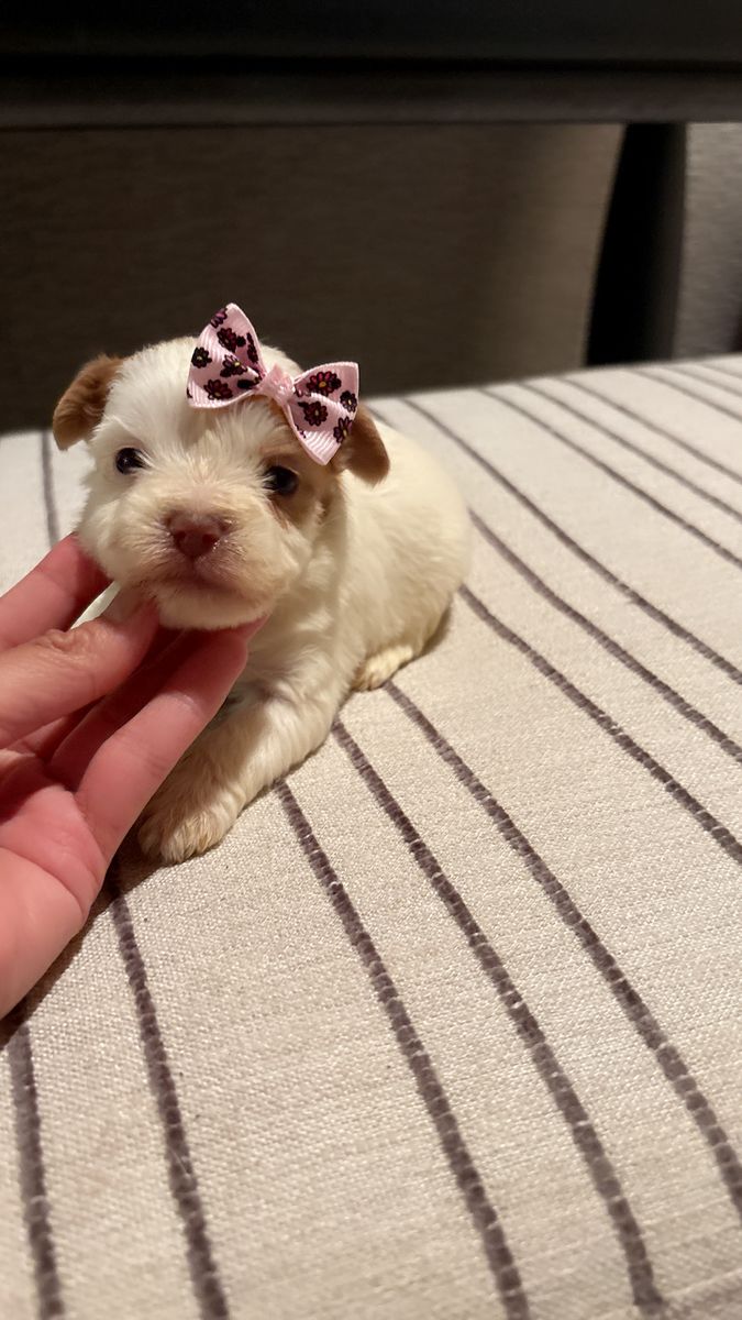 Teacup Yorkie girls puppy