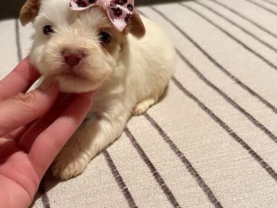 Teacup Yorkie girls puppy