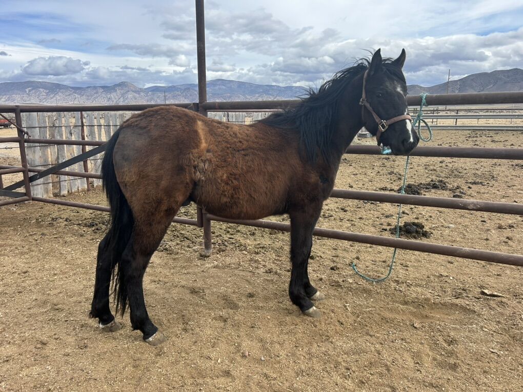 Two Year Old Grade Gelding