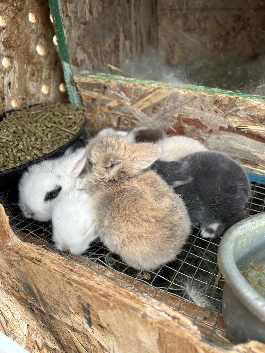 HOLLAND LOP BABY BUNNY RABBITS