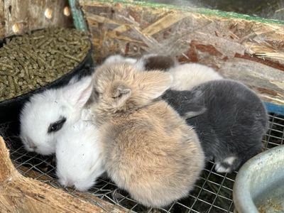 HOLLAND LOP BABY BUNNY RABBITS