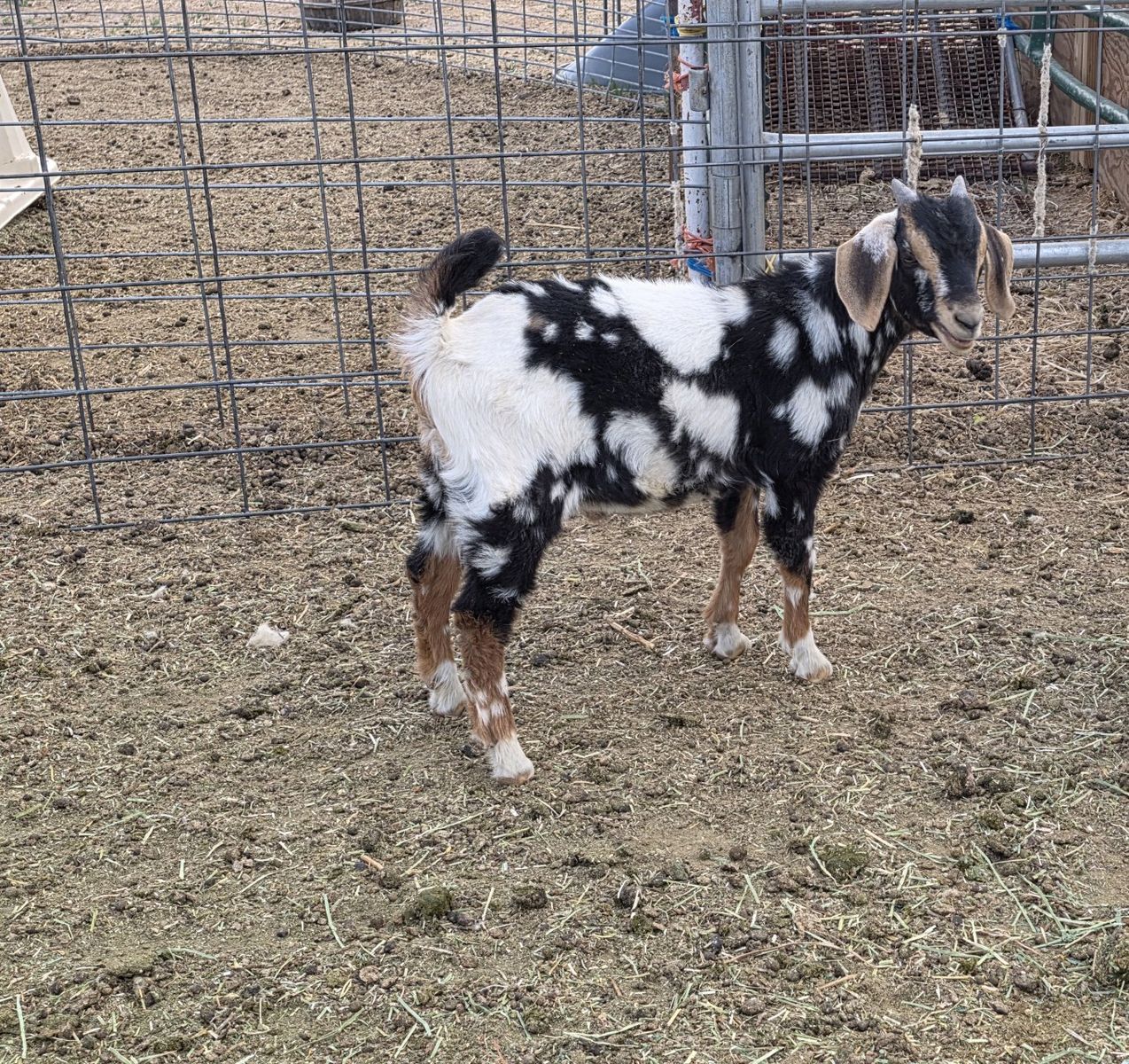 Nice young buck Don't miss your chance