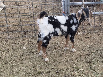 Nice young buck Don't miss your chance